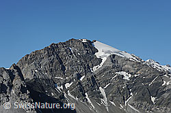 F086921: Gemsfairenstock
