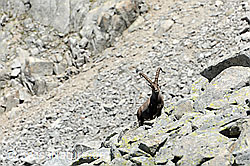 F087408: Steinbock auf Geröllfeld
