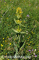 F087846: Gelber Enzian (Gentiana lutea)