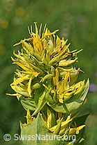 F087847: Gelber Enzian (Gentiana lutea)