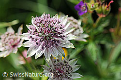 F087849: Grosse Sterndolde (Astrantia major)