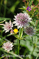 F087851: Grosse Sterndolde (Astrantia major)