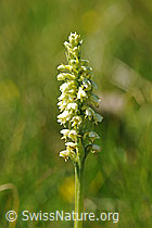 F087858: Weisszunge (Pseudorchis albida)