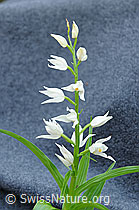 F087863: Langblättriges Waldvögelein (Cephalanthera longifolia)