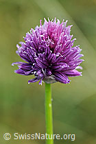 F087878: Schnittlauch (Allium schoenoprasum)