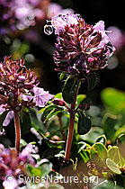 F087906: Alpen-Thymian