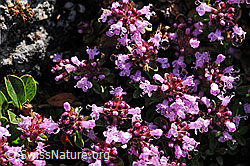 F087907: Thymian