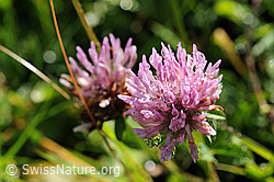 F087908: Blüte des Rotklee
