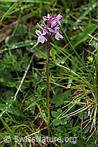 F087917: Lappländisches Knabenkraut (Dactylorhiza lapponica)