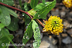 F087918: Wassertropfen auf Braun-Klee