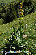 F088184: Gelber Enzian (Gentiana lutea) auf Alpweide