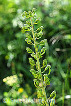 F088191: Grosses Zweiblatt