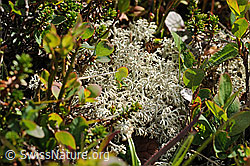 F088356: Strauchflechte der Gattung Cladonia