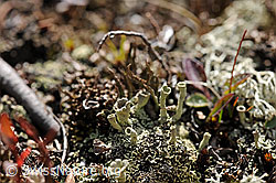 F088358: Flechte der Gattung Cladonia