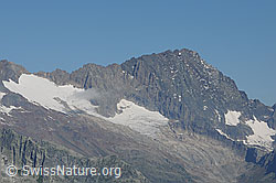 F088712: Steinlauihorn, Ärlengletscher und Ritzlihorn