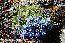 F089795: Himmelsherold
