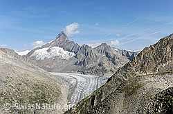 F089924: Finsteraarhorn und Fieschergletscher vom Risihorn