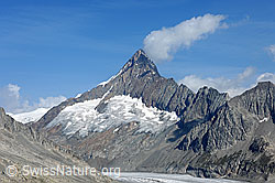 F089942: Finsteraarhorn vom Risihorn