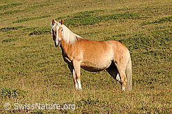 F090393: Hauspferd (Equus caballus)