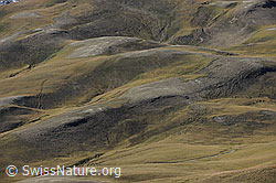 F090465: Herbstliche Alp Furggerchäller
