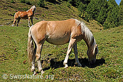 F090540: Hauspferde (Equus caballus)