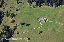 F092432: Alpweide mit Bäumen, Tannen und geschwungener Zufahrtsstrasse zu einer Alphütte im Justistal