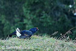 Foto: Balzender Birkhahn