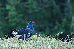 Foto: Birkhahn während der Herbstbalz
