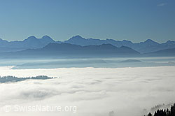 F093137: Berner Alpen und Hohgant mit Nebelmeer