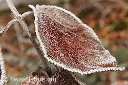 F093343: Braunes Blatt umrandet mit Raureif