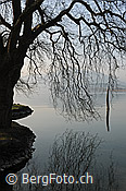 F094773: Morgenstimmung mit Baum am Ufer