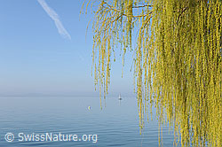 F095272: Trauerweide und See