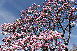 F095304: Blühende Magnolien