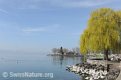 F095308: Trauerweide am Genfersee