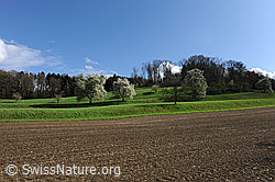 F095482: Blühende Birnbäume in Oberösch