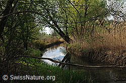 F095888: Wasserlauf in Auenlandschaft