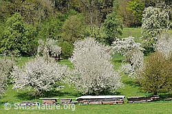 F096083: Frühlingsbild: Obstgarten in voller Blust