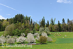F096087: Frühlingslandschaft mit Obstgarten