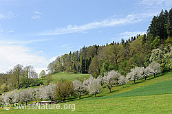 F096088: Obstgarten mit blühenden Bäumen