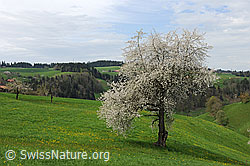 F096106: Blühender Baum auf einer Wiese