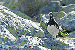 F097182: Alpenschneehuhn umgeben von Felsblöcken