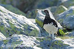 F097183: Alpenschneehuhn auf Fels