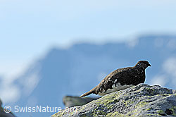 F097187: Alpenschneehuhn auf Felsblock sitzend