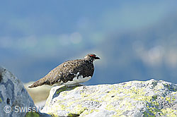 F097188: Schneehuhn auf Felsblock sitzend