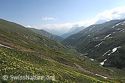 F097951: Blick über das Saflischtal