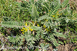 F097969: Stängelloser Tragant (Astragalus exscapus)