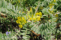 F097970: Stängelloser Tragant (Astragalus exscapus)
