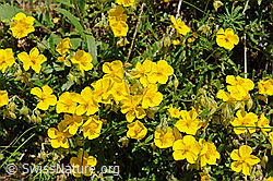F097991: Flora im Saflischtal
