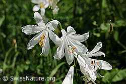 F098002: Weisse Trichterlilie (Paradisea liliastrum)