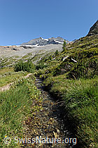 F100053: Bisse (Suone)